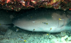 IMG_7783rc_Maldives_Madoogali_Requin nourisse fauve-Nebrius ferrugineus